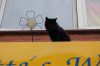 Katze-110717-DSC_0027.JPG