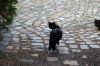 Katze-Tierchen-100318-0DSC_0185.JPG